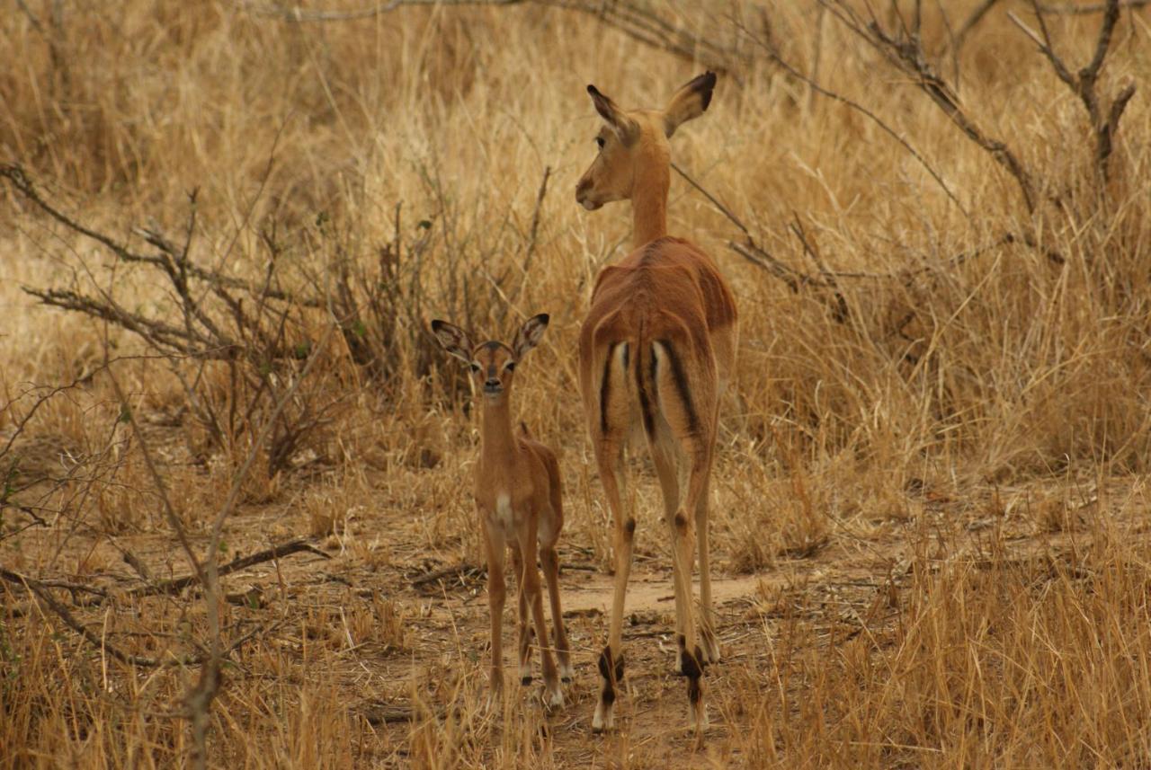 Mountain View Safari Lodge 호에드스프뤼트 외부 사진