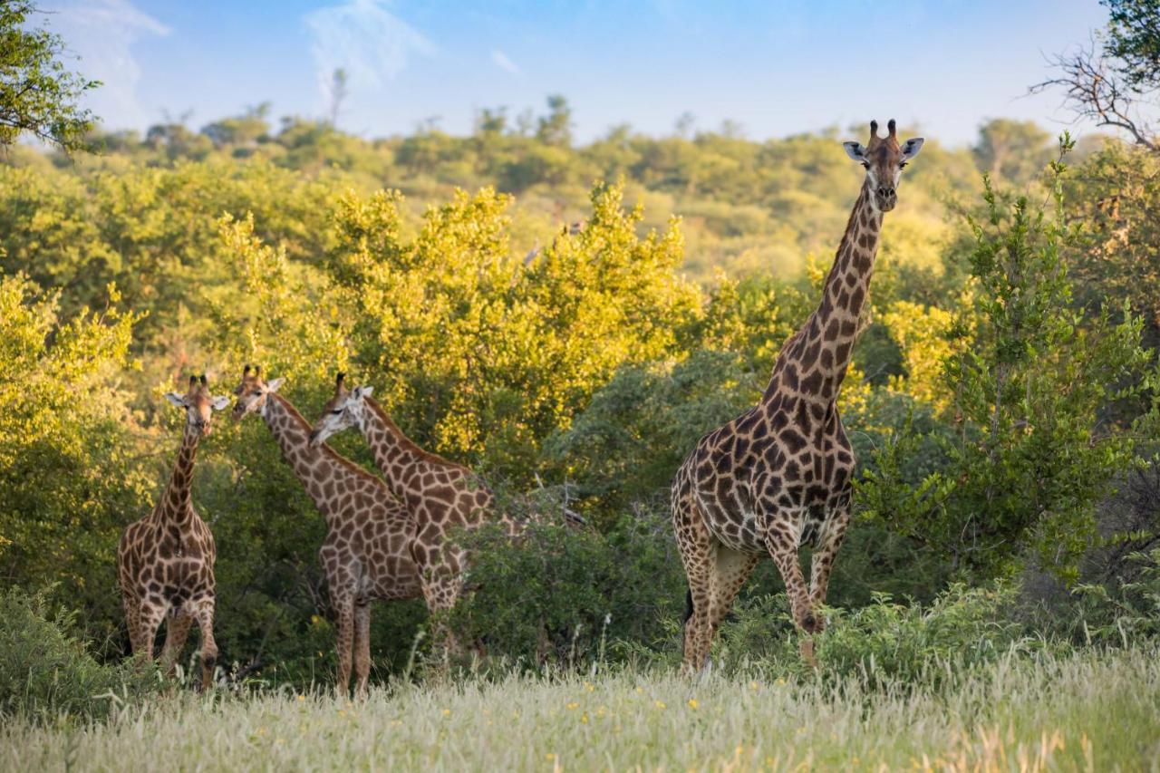 Mountain View Safari Lodge 호에드스프뤼트 외부 사진